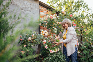 A middle-aged woman is cutting roses in the garden. A mature gardener in casual clothes takes care of the flowers.