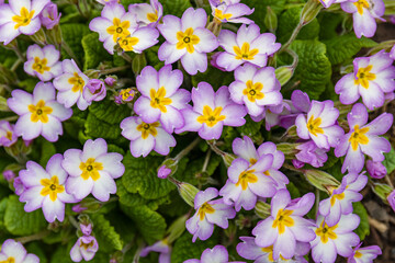 pink and yellow primrose flowers in a spring garden landscape