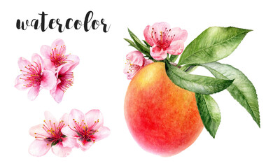 Hand-Painted Watercolor Peach Blossoms and Fruit Botanical Illustration Isolated on White
