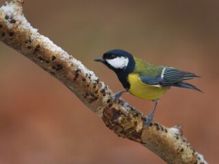 Great Tit Ready for Takeoff