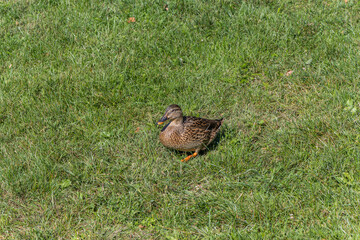 A female mallard duck walking around the Otocec pond.