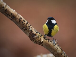 Great Tit on a Branch with Golden Dark Background