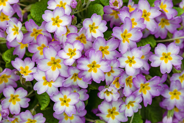 pink and yellow primrose flowers in a spring garden landscape