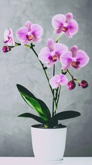 Elegant pink orchids in a simple white pot displayed against a soft gray background for a calming home ambiance