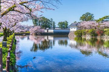 春の小田原城址公園の風景　お堀沿いに咲く満開の桜【神奈川県・小田原市】