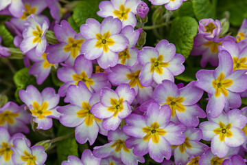 pink and yellow primrose flowers in a spring garden landscape