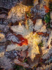 Fallen leaves covered with frost crystals