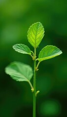 Buckwheat leaves with tiny seeds attached to the stem, plant, stem, leaf