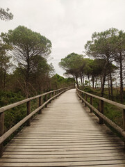 Fototapeta premium Scenic wooden walkway meandering through a pine forest in bibione, italy, inviting exploration and peaceful nature walks