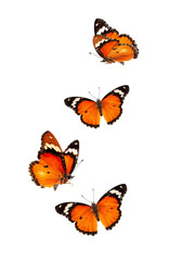 Beautiful monarch butterfly isolated on white background. Set of Big Monarch butterflies, isolated on white background. Tawny Coster (Acraea violae) Acraea terpsicore.