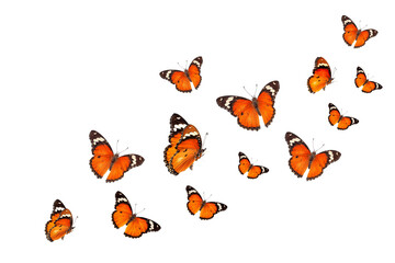 Beautiful monarch butterfly isolated on white background. Set of Big Monarch butterflies, isolated on white background. Tawny Coster (Acraea violae) Acraea terpsicore.