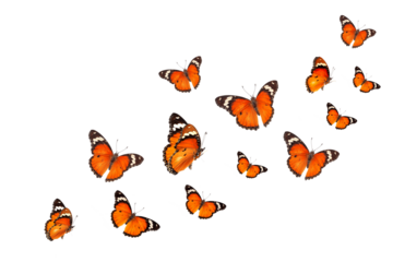 Beautiful monarch butterfly isolated on white background. Set of Big Monarch butterflies, isolated on white background. Tawny Coster (Acraea violae) Acraea terpsicore.