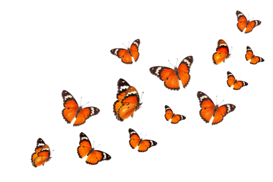 Beautiful monarch butterfly isolated on white background. Set of Big Monarch butterflies, isolated on white background. Tawny Coster (Acraea violae) Acraea terpsicore.