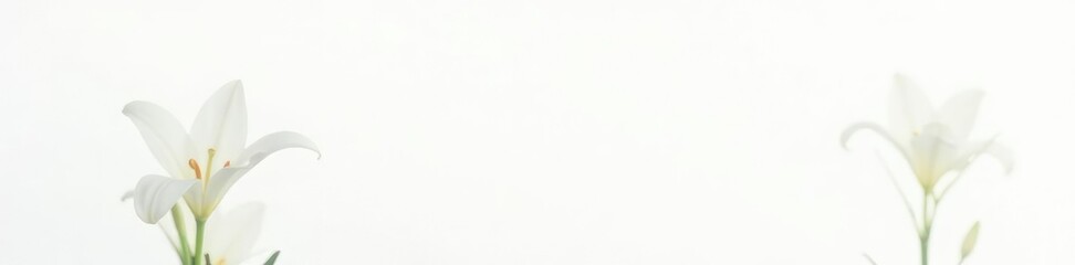 Pure white lily flower isolated on a crisp white background, solo, white background