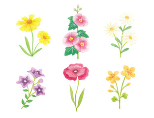 Watercolor flower hand drawing illustration