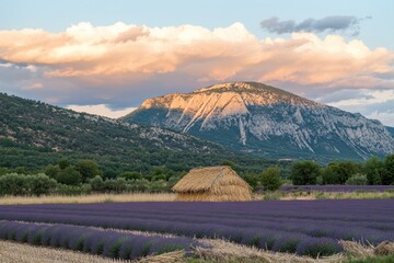 Naklejka premium Lavender field in Provence, France at sunset with beautiful sky and mountains background. 
