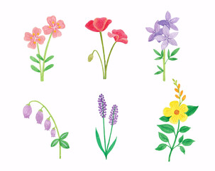 Watercolor flower hand drawing illustration