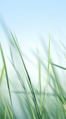 Fototapeta premium photorealistic close-up grass blades swaying breeze soft blue sky texture natural beauty