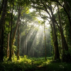 Fototapeta premium Amazon forest