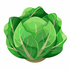 Cabbage isolated white
