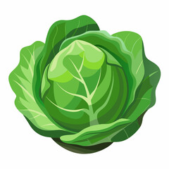 Cabbage isolated white