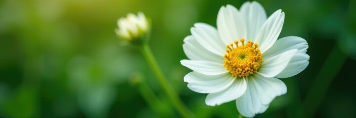 Naklejka premium detail of white flower with intricate texture, nature, details