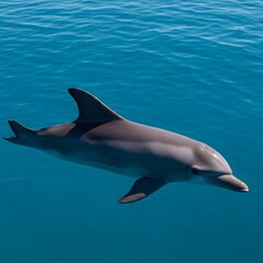 Fototapeta premium Dolphin 