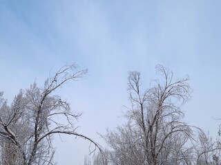Snow-covered branches of tall trees against a cloudy sky