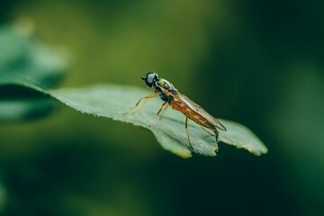 Insect on Leaf Macro Shot