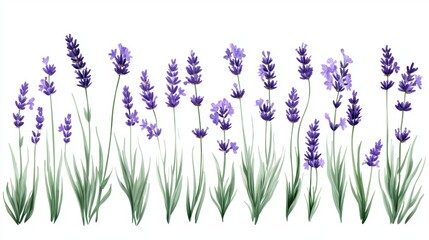 Naklejka premium Purple Lavender Flowers on White Background