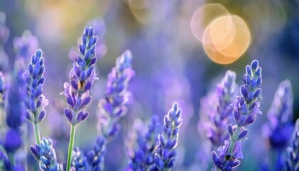 Fototapeta premium close-up of blooming lavender flowers in soft sunlight with bokeh effect, ideal for aromatherapy, wellness, and nature designs