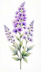 Obraz premium Watercolor illustration of honesty plant with violet flowers, spring celebration
