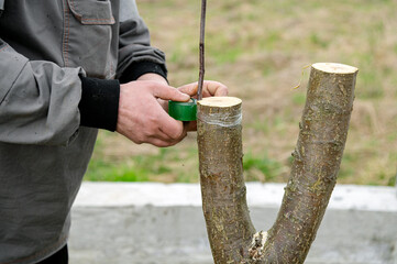 Careful hands tending to a young sapling with protective tape in an outdoor garden setting during early spring