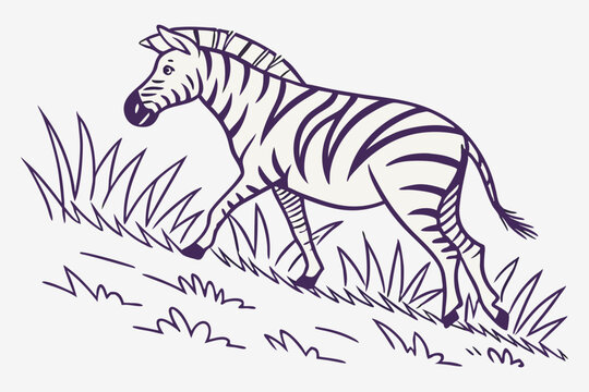 White zibra vector illustration with black zibra in a cartoon style