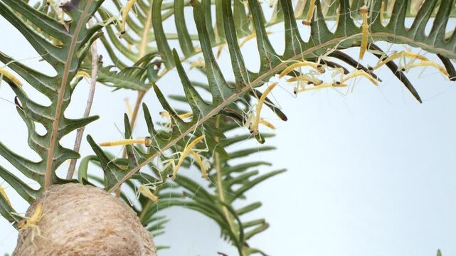 孵化したばかりのカマキリの子供の4K動画