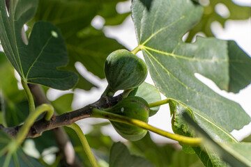 A fig tree with beautiful fruit. Ljubljana. Slovenia.