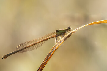 Immature female white-legged damselfly on grass