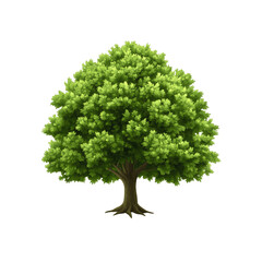 Lush Green Deciduous Tree Isolated on Transparent background