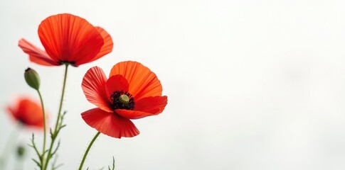 Obraz premium Delicate red poppies against a crisp white background, floral, white