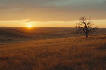 Fototapeta premium Serene Sunset Over Golden Fields with Lone Tree in the Horizon