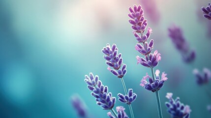 Fototapeta premium Lavender blooms in soft pastel shades blending into a serene teal background during the golden hours of dusk