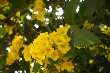 Tecoma stans, also known as Yellow Bells or Trumpet flowers are blooming on the tree in close up