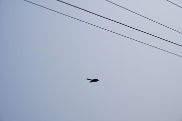 A drongo bird is flying in the blue sky