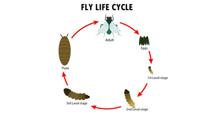 Fly life cycle diagram - stages of development of a Fly