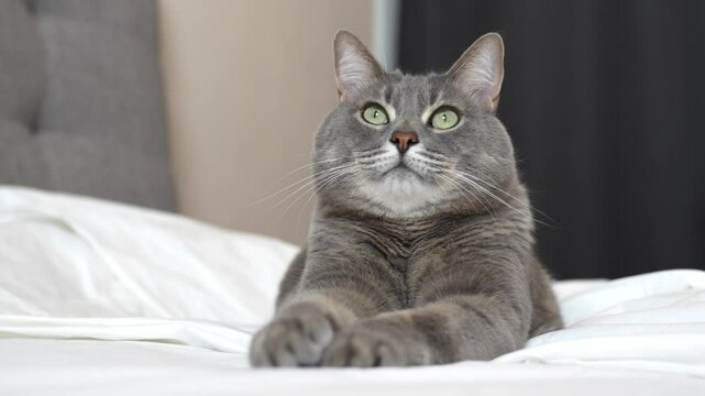 A gray cat lies on a white bed in a sphinx pose, yawns, and then looks towards the camera.