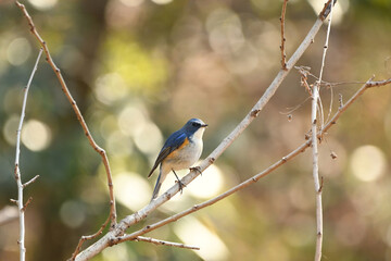 小枝にとまるルリビタキ
