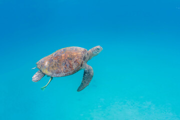 Green Turtle at Perhentian island, Malaysia