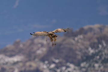Buitre Leonado en la Sierra de Guadarrama en Invierno