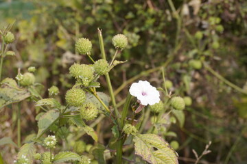 Hyptis flower is blooming on its plant in close up with a blurry background