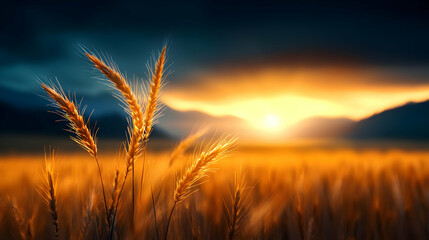 Naklejka premium Golden Wheat Sunset Field Landscape